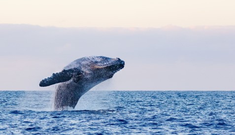 things to do in South Africa during winter - whale jumping out of water