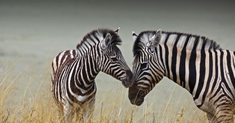 things to do in South Africa during winter - two zebra in a field