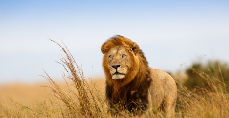 things to do in South Africa during winter - male lion in the veld
